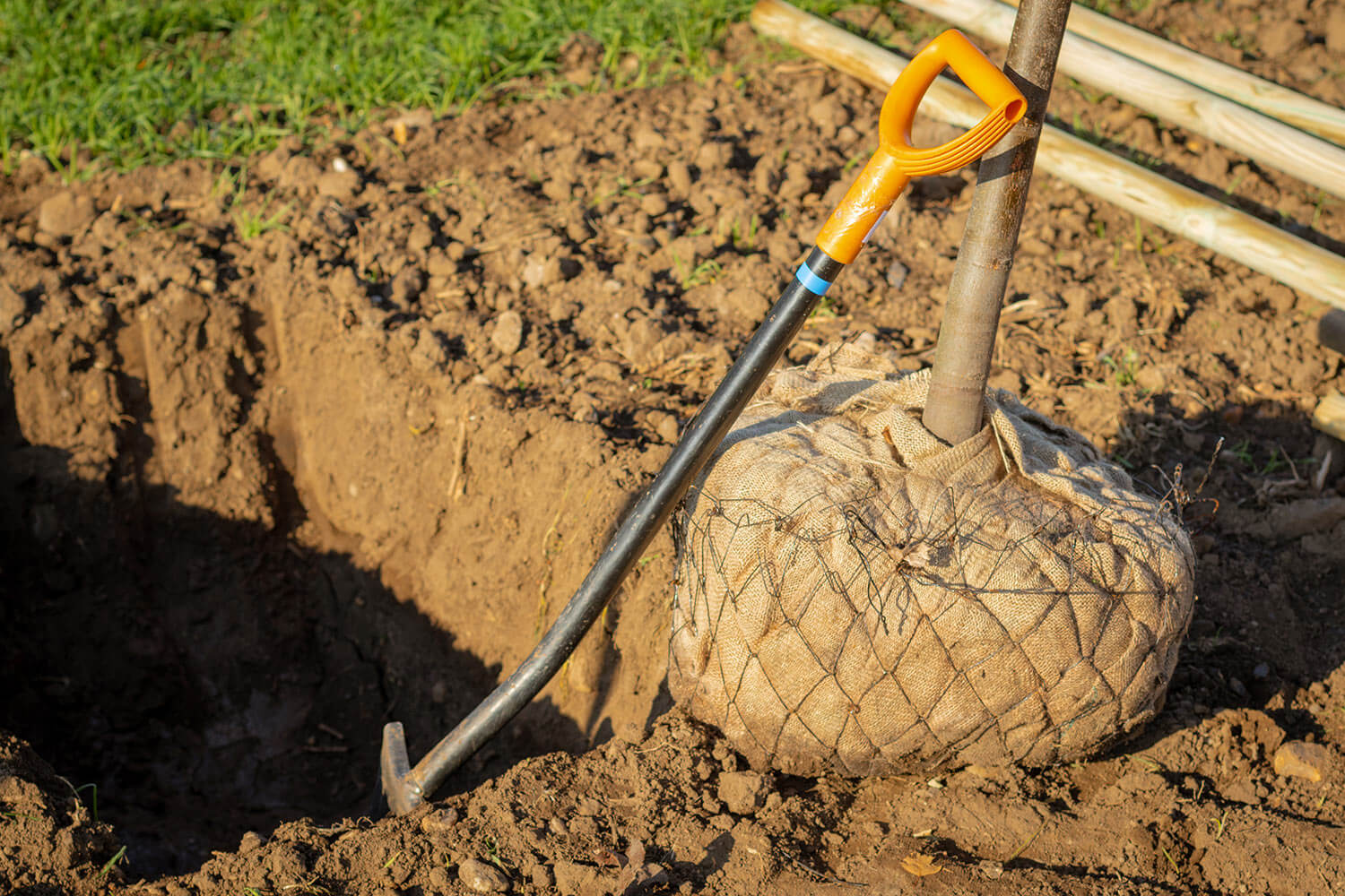 A hole to plant a tree